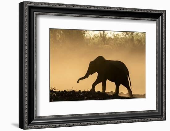 African elephant (Loxodonta africana) in silhouette, Mashatu Game Reserve, Botswana, Africa-Sergio Pitamitz-Framed Photographic Print