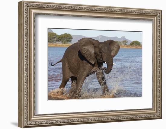 African elephant (Loxodonta africana) in water, Zimanga game reserve, KwaZulu-Natal-Ann and Steve Toon-Framed Photographic Print
