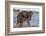 African elephant (Loxodonta africana) in water, Zimanga game reserve, KwaZulu-Natal-Ann and Steve Toon-Framed Photographic Print