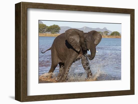 African elephant (Loxodonta africana) in water, Zimanga game reserve, KwaZulu-Natal-Ann and Steve Toon-Framed Photographic Print