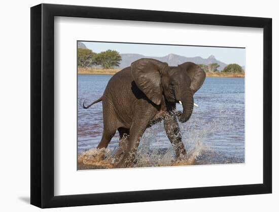 African elephant (Loxodonta africana) in water, Zimanga game reserve, KwaZulu-Natal-Ann and Steve Toon-Framed Photographic Print