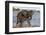 African elephant (Loxodonta africana) in water, Zimanga game reserve, KwaZulu-Natal-Ann and Steve Toon-Framed Photographic Print