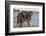 African elephant (Loxodonta africana) in water, Zimanga game reserve, KwaZulu-Natal-Ann and Steve Toon-Framed Photographic Print