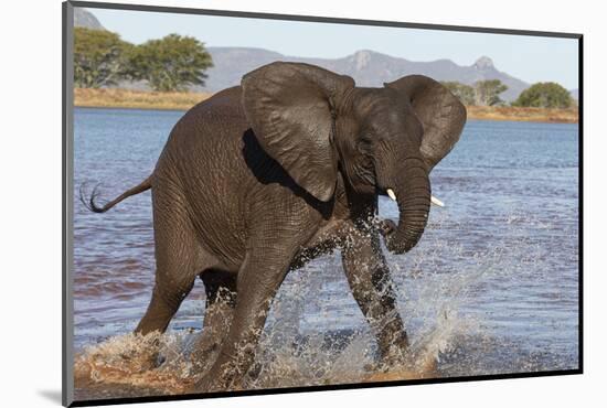 African elephant (Loxodonta africana) in water, Zimanga game reserve, KwaZulu-Natal-Ann and Steve Toon-Mounted Photographic Print