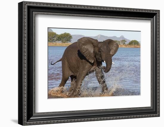 African elephant (Loxodonta africana) in water, Zimanga game reserve, KwaZulu-Natal-Ann and Steve Toon-Framed Photographic Print