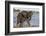 African elephant (Loxodonta africana) in water, Zimanga game reserve, KwaZulu-Natal-Ann and Steve Toon-Framed Photographic Print