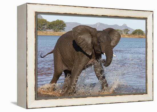 African elephant (Loxodonta africana) in water, Zimanga game reserve, KwaZulu-Natal-Ann and Steve Toon-Framed Premier Image Canvas