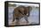 African elephant (Loxodonta africana) in water, Zimanga game reserve, KwaZulu-Natal-Ann and Steve Toon-Framed Premier Image Canvas