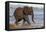 African elephant (Loxodonta africana) in water, Zimanga game reserve, KwaZulu-Natal-Ann and Steve Toon-Framed Premier Image Canvas