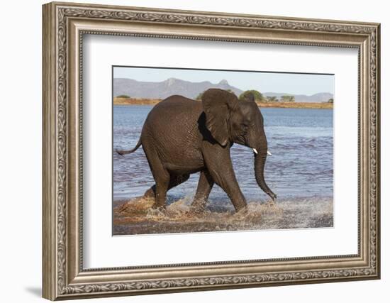 African elephant (Loxodonta africana) in water, Zimanga game reserve, KwaZulu-Natal-Ann and Steve Toon-Framed Photographic Print