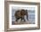 African elephant (Loxodonta africana) in water, Zimanga game reserve, KwaZulu-Natal-Ann and Steve Toon-Framed Photographic Print