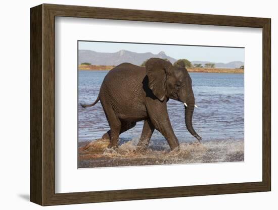 African elephant (Loxodonta africana) in water, Zimanga game reserve, KwaZulu-Natal-Ann and Steve Toon-Framed Photographic Print