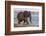 African elephant (Loxodonta africana) in water, Zimanga game reserve, KwaZulu-Natal-Ann and Steve Toon-Framed Photographic Print