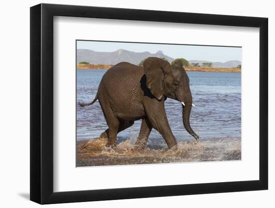 African elephant (Loxodonta africana) in water, Zimanga game reserve, KwaZulu-Natal-Ann and Steve Toon-Framed Photographic Print