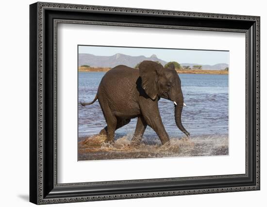 African elephant (Loxodonta africana) in water, Zimanga game reserve, KwaZulu-Natal-Ann and Steve Toon-Framed Photographic Print