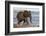 African elephant (Loxodonta africana) in water, Zimanga game reserve, KwaZulu-Natal-Ann and Steve Toon-Framed Photographic Print