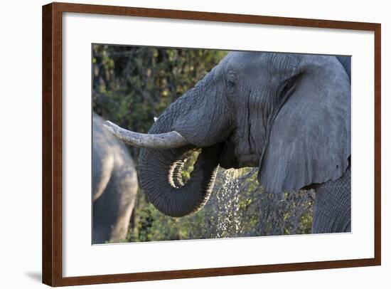 African Elephant (Loxodonta Africana), Khwai Concession, Okavango Delta, Botswana, Africa-Sergio Pitamitz-Framed Photographic Print