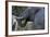 African Elephant (Loxodonta Africana), Khwai Concession, Okavango Delta, Botswana, Africa-Sergio Pitamitz-Framed Photographic Print