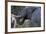 African Elephant (Loxodonta Africana), Khwai Concession, Okavango Delta, Botswana, Africa-Sergio Pitamitz-Framed Photographic Print