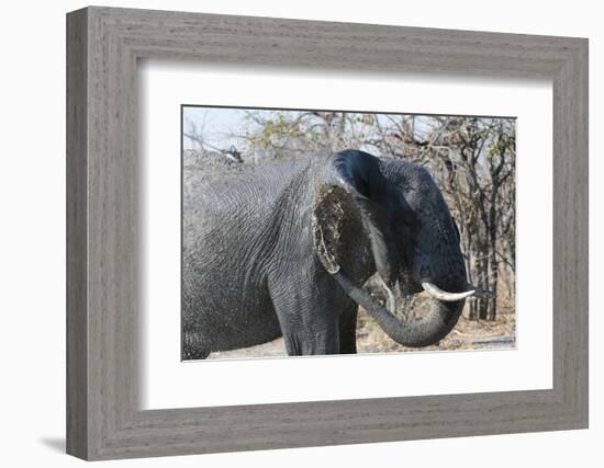 African Elephant (Loxodonta Africana), Khwai Concession, Okavango Delta, Botswana, Africa-Sergio Pitamitz-Framed Photographic Print