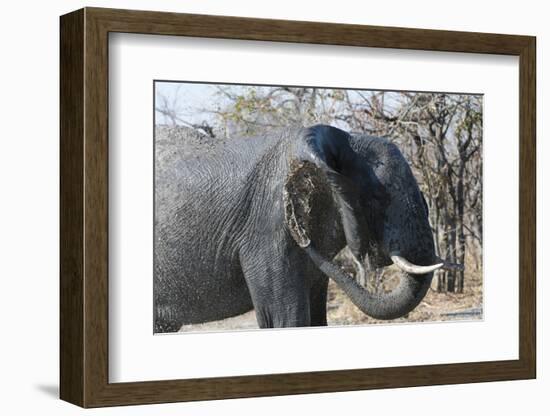 African Elephant (Loxodonta Africana), Khwai Concession, Okavango Delta, Botswana, Africa-Sergio Pitamitz-Framed Photographic Print