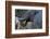 African Elephant (Loxodonta Africana), Khwai Concession, Okavango Delta, Botswana, Africa-Sergio Pitamitz-Framed Photographic Print