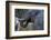 African Elephant (Loxodonta Africana), Khwai Concession, Okavango Delta, Botswana, Africa-Sergio Pitamitz-Framed Photographic Print