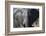 African Elephant (Loxodonta Africana), Khwai Concession, Okavango Delta, Botswana, Africa-Sergio Pitamitz-Framed Photographic Print