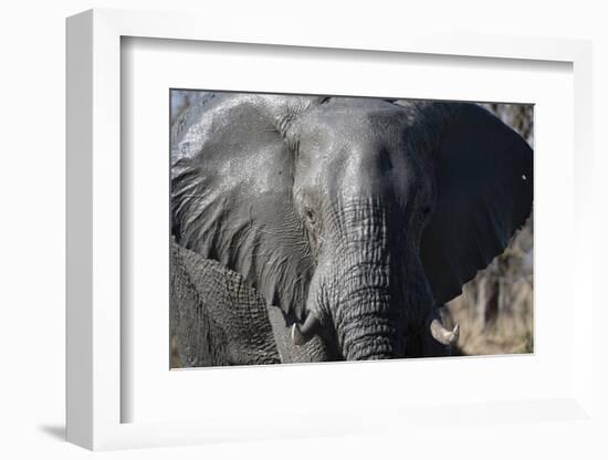 African Elephant (Loxodonta Africana), Khwai Concession, Okavango Delta, Botswana, Africa-Sergio Pitamitz-Framed Photographic Print