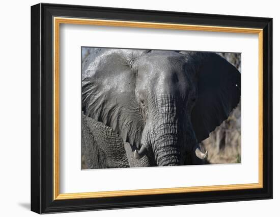 African Elephant (Loxodonta Africana), Khwai Concession, Okavango Delta, Botswana, Africa-Sergio Pitamitz-Framed Photographic Print