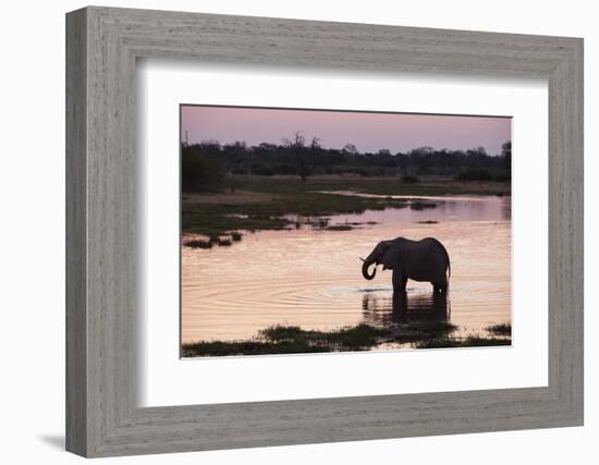 African Elephant (Loxodonta Africana), Khwai Concession, Okavango Delta, Botswana, Africa-Sergio Pitamitz-Framed Photographic Print