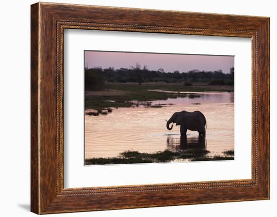 African Elephant (Loxodonta Africana), Khwai Concession, Okavango Delta, Botswana, Africa-Sergio Pitamitz-Framed Photographic Print