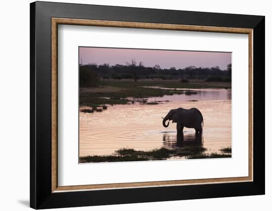 African Elephant (Loxodonta Africana), Khwai Concession, Okavango Delta, Botswana, Africa-Sergio Pitamitz-Framed Photographic Print