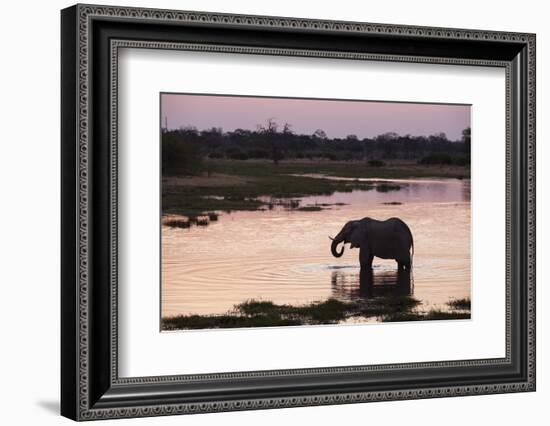 African Elephant (Loxodonta Africana), Khwai Concession, Okavango Delta, Botswana, Africa-Sergio Pitamitz-Framed Photographic Print