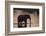 African Elephant (Loxodonta Africana), Khwai Concession, Okavango Delta, Botswana, Africa-Sergio Pitamitz-Framed Photographic Print