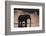 African Elephant (Loxodonta Africana), Khwai Concession, Okavango Delta, Botswana, Africa-Sergio Pitamitz-Framed Photographic Print