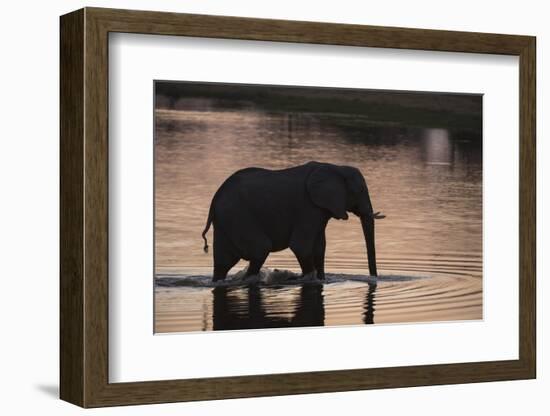 African Elephant (Loxodonta Africana), Khwai Concession, Okavango Delta, Botswana, Africa-Sergio Pitamitz-Framed Photographic Print