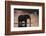 African Elephant (Loxodonta Africana), Khwai Concession, Okavango Delta, Botswana, Africa-Sergio Pitamitz-Framed Photographic Print