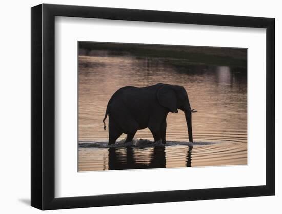 African Elephant (Loxodonta Africana), Khwai Concession, Okavango Delta, Botswana, Africa-Sergio Pitamitz-Framed Photographic Print