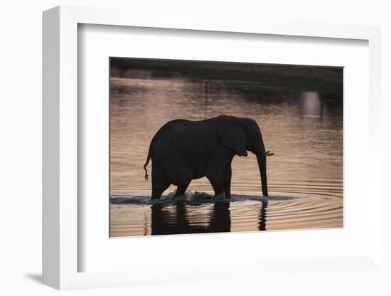 African Elephant (Loxodonta Africana), Khwai Concession, Okavango Delta, Botswana, Africa-Sergio Pitamitz-Framed Photographic Print