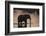 African Elephant (Loxodonta Africana), Khwai Concession, Okavango Delta, Botswana, Africa-Sergio Pitamitz-Framed Photographic Print