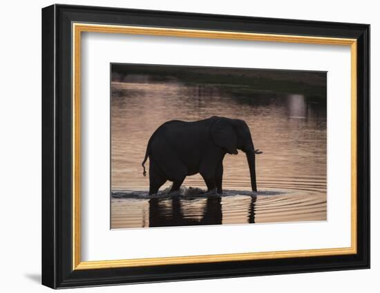 African Elephant (Loxodonta Africana), Khwai Concession, Okavango Delta, Botswana, Africa-Sergio Pitamitz-Framed Photographic Print