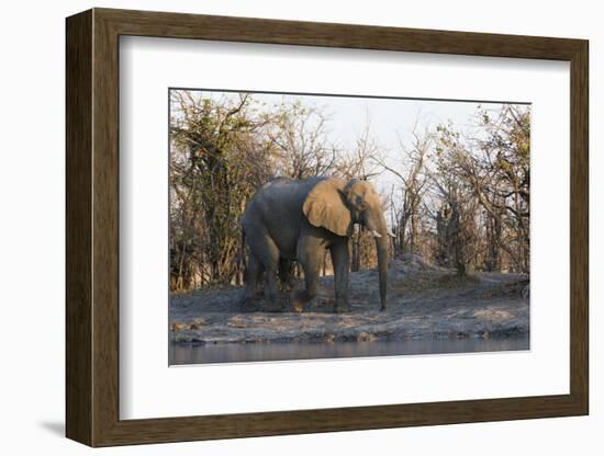 African Elephant (Loxodonta Africana), Khwai Concession, Okavango Delta, Botswana, Africa-Sergio Pitamitz-Framed Photographic Print