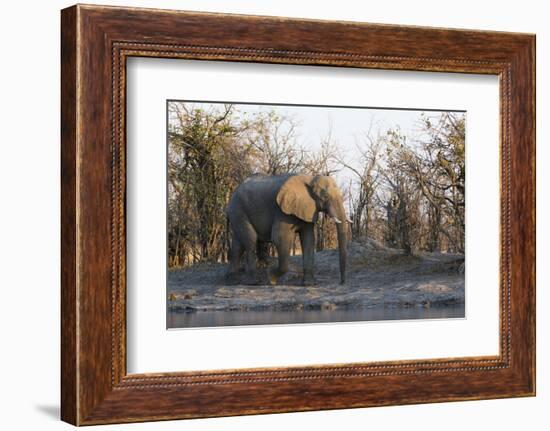 African Elephant (Loxodonta Africana), Khwai Concession, Okavango Delta, Botswana, Africa-Sergio Pitamitz-Framed Photographic Print