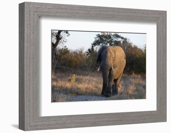 African elephant (Loxodonta africana), Khwai Conservation Area, Okavango Delta, Botswana, Africa-Sergio Pitamitz-Framed Photographic Print