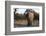 African elephant (Loxodonta africana), Khwai Conservation Area, Okavango Delta, Botswana, Africa-Sergio Pitamitz-Framed Photographic Print