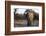 African elephant (Loxodonta africana), Khwai Conservation Area, Okavango Delta, Botswana, Africa-Sergio Pitamitz-Framed Photographic Print