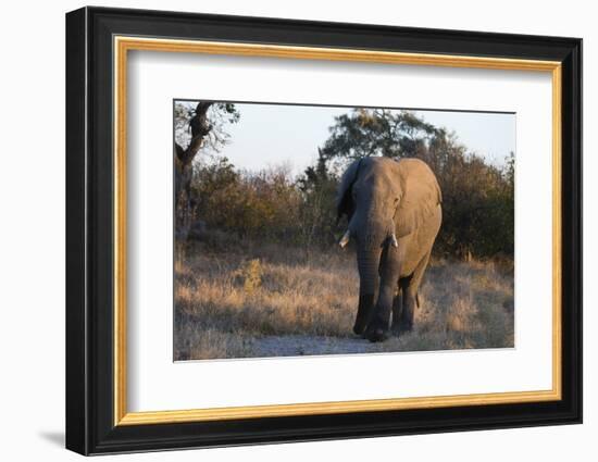 African elephant (Loxodonta africana), Khwai Conservation Area, Okavango Delta, Botswana, Africa-Sergio Pitamitz-Framed Photographic Print