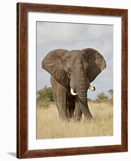 African Elephant (Loxodonta Africana), Kruger National Park, South Africa, Africa-James Hager-Framed Photographic Print