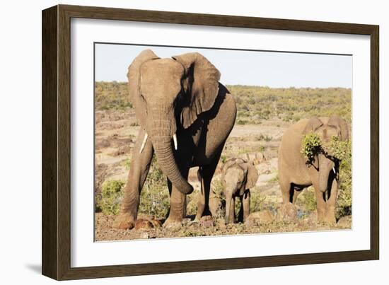 African elephant (Loxodonta Africana), Kruger National Park, South Africa, Africa-Christian Kober-Framed Photographic Print